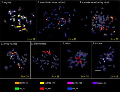 Chromosomal dynamics in Senna: comparative PLOP–FISH analysis of tandem repeats and flow cytometric nuclear genome size estimations